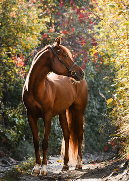 Magnificent red Arabian horse stands in a beautiful autumn forest. Equestrian photo painting in beautiful sunlight.