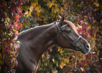 Portrait of a gorgeous red Arabian horse in a beautiful autumn forest. Equestrian photo painting 