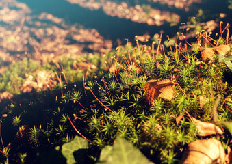 autumn leaves in the morning