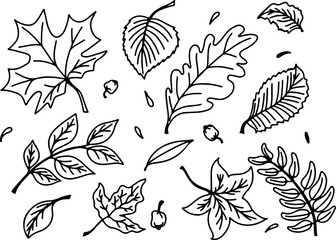 Vector set of black lineart autumn leaves in hand drawn doodle style. Isolated on white background