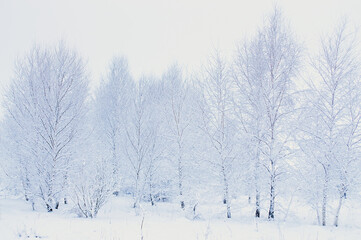 Zima. Mleczna mgła. Zawieja mróz i biel. Drzewa obsypane śniegiem i pokryte szronem, szadzią. High key, niski kontrast - obrazy, fototapety, plakaty
