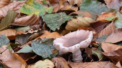 Mushroom in the forest in autumn. Hand picking mushrooms among leaves in autumn.