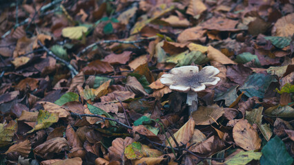 Mushroom in the forest in autumn. Hand picking mushrooms among leaves in autumn.