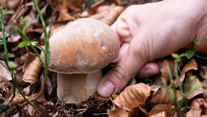 Mushroom in the forest in autumn. Hand picking mushrooms among leaves in autumn.