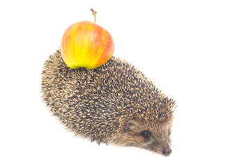 Cute European hedgehog carries a juicy apple on its back on a white background. Animal world
