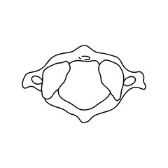 Human first cervical vertebra, top view. Outline, anatomical, hand drawn illustration.
