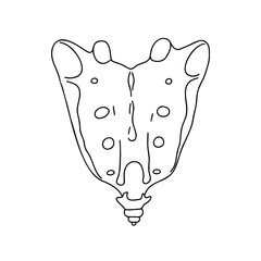 Human pelvic bones, drawn by lines on white background. Vector Stock illustration.