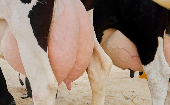 The udder of cows on the farm in the stall.