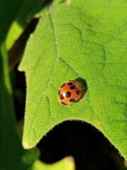 ladybug on leaf