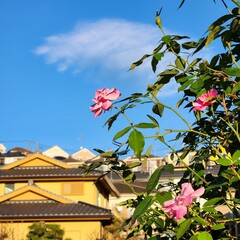 flowers bloomed around the residence