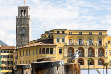 Fototapeta na wymiar A seagull sits on a wooden mooring bollard in Riva del Garda on Lake Garda in summer