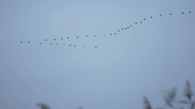 Crane swarm flying in formation