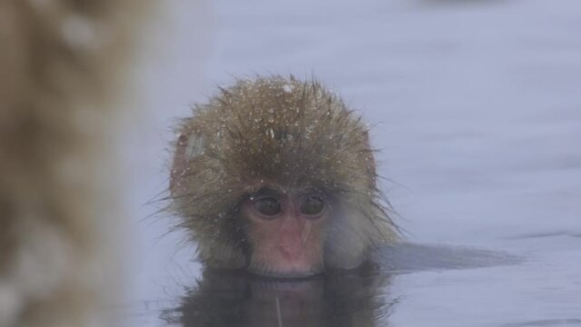 A baby monkey in hot spring in nagano Japan
