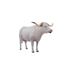 White Texas Longhorn cattle isolated