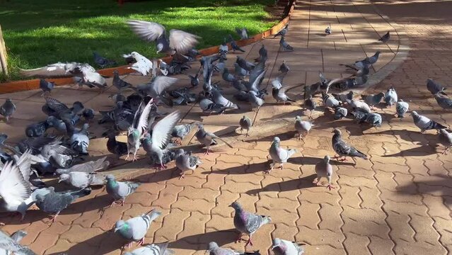 Flock of pigeons feeding from the ground of a public square