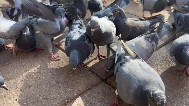 Flock of pigeons feeding from the ground of a public square