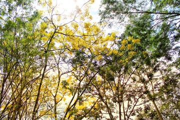 árbol floreciendo en primavera