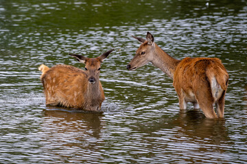 Deers in a lake in the Bushy Park, UK