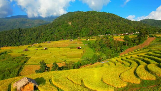 Aerial view over the beautiful rice terraces (Pa pong piang rice terraces, Chiang Mai Province, Northern Thailand). Agriculture industry in Asia. Natural the texture for background. 4k. drones

