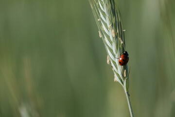 Ladybug on a rye plant in nature