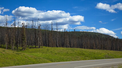 Dead forest at Alaska Highway in British Columbia,Canada,North America
