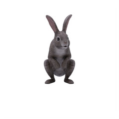 white rabbit isolated on white