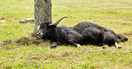 A Tibetan yak calf and a cow lie in the shade, exhausted from the heat.