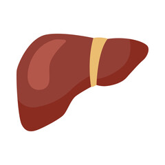 Vitamin b12-enriched liver cartoon illustration. Organic liver containing vitamin isolated on white background. Balanced diet, meal, healthcare concept