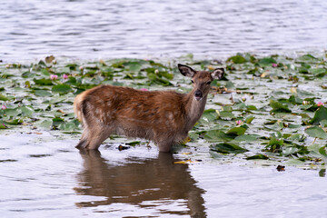 Deer in a lake, Bushy Park, UK