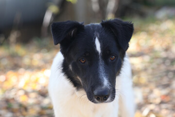 black and white dog full closeup on green grass background