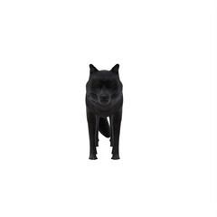 Black wolf isolated on white