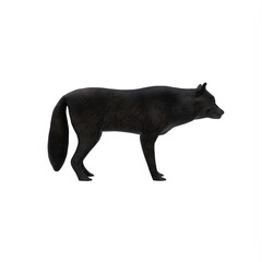 Black wolf isolated on white