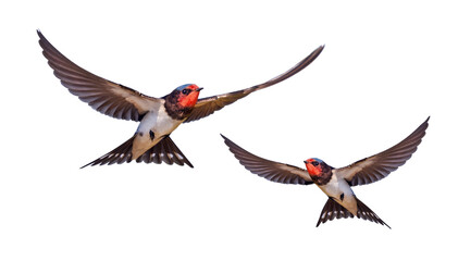 swallows flying isolated on white background
