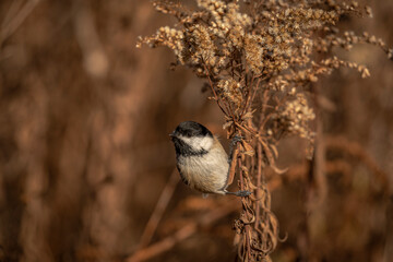 Fototapeta premium Black-capped Chickadee perched on a plant stem