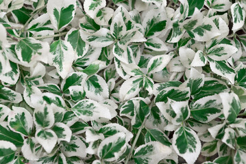 Silvery leaves euonymus fortunei as a background