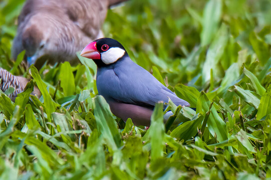 java sparrow