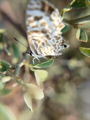 butterfly on leaf