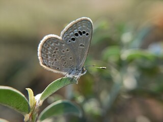 butterfly on a leaf