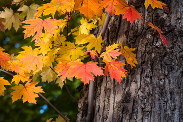 Beautiful leaves in autumn colors in a city park.