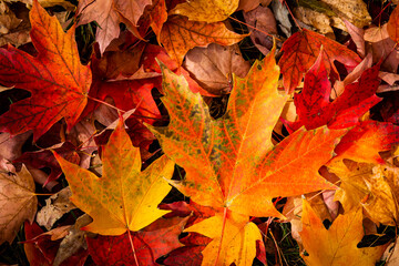 Beautiful leaves in autumn colors in a city park.