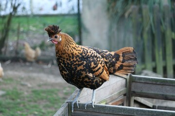 L'Appenzelloise huppée