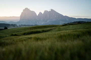 Naklejka premium Low perspective shot from the grass fields of the Seiser Alm, Northern Italy