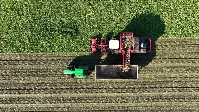 Sugar beet harvesting in a field where a machine picks up the sugar beets and loads them in a trailer pulled by a tractor that is driving alongside the harvester.