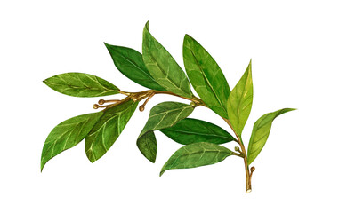 Watercolor bay leaf. Hand draw bay leaves illustration. Herbs object isolated on white background. Laurel sprig of laurel tree herbs