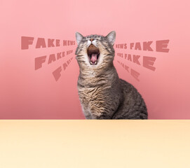 The cat is screaming fake news. Fake news concept. The cat tells the news of the world. World crisis, conflicts © Elena