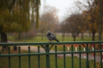 ptak gołąb kaczka park woda © Iwona