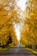 Road in the yellow autumn forest
