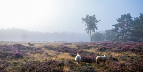 sheep on heather in misty morning near utrecht in the netherlands