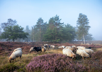 sheep on heather in misty morning near utrecht in the netherlands