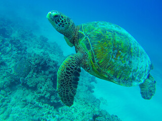 Obraz premium sea turtle swimming